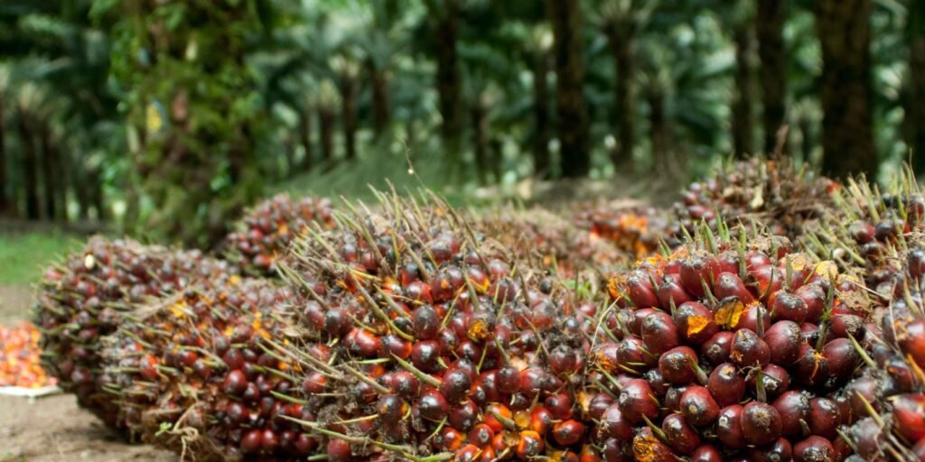 Perkebunan kelapa sawit di Indonesia yang menjadi sumber energi terbarukan. Minyak sawit digunakan sebagai bahan baku biodiesel, mendukung penurunan emisi dan penghematan impor energi, menjadikan kelapa sawit lumbung energi terbarukan bagi masa depan. Perkebunan kelapa sawit di Indonesia yang menjadi sumber energi terbarukan. Minyak sawit digunakan sebagai bahan baku biodiesel, mendukung penurunan emisi dan penghematan impor energi, menjadikan kelapa sawit lumbung energi terbarukan bagi masa depan. Kelapa sawit di Indonesia yang menjadi sumber energi terbarukan. Minyak sawit digunakan sebagai bahan baku biodiesel, mendukung penurunan emisi dan penghematan impor energi, menjadikan kelapa sawit lumbung energi terbarukan bagi masa depan.