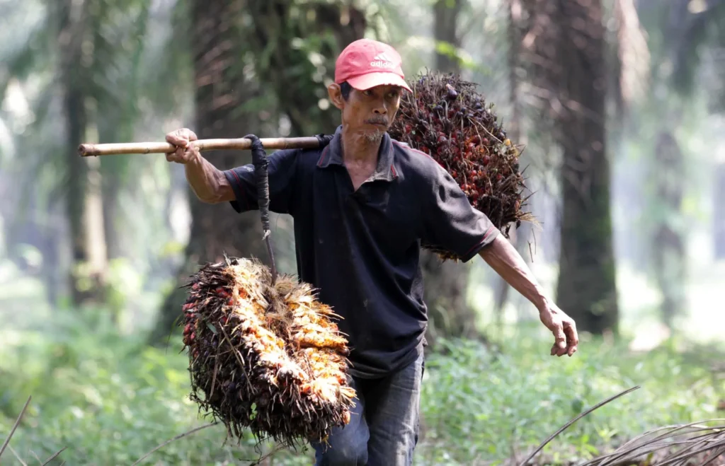 pekerja di kebun sawit