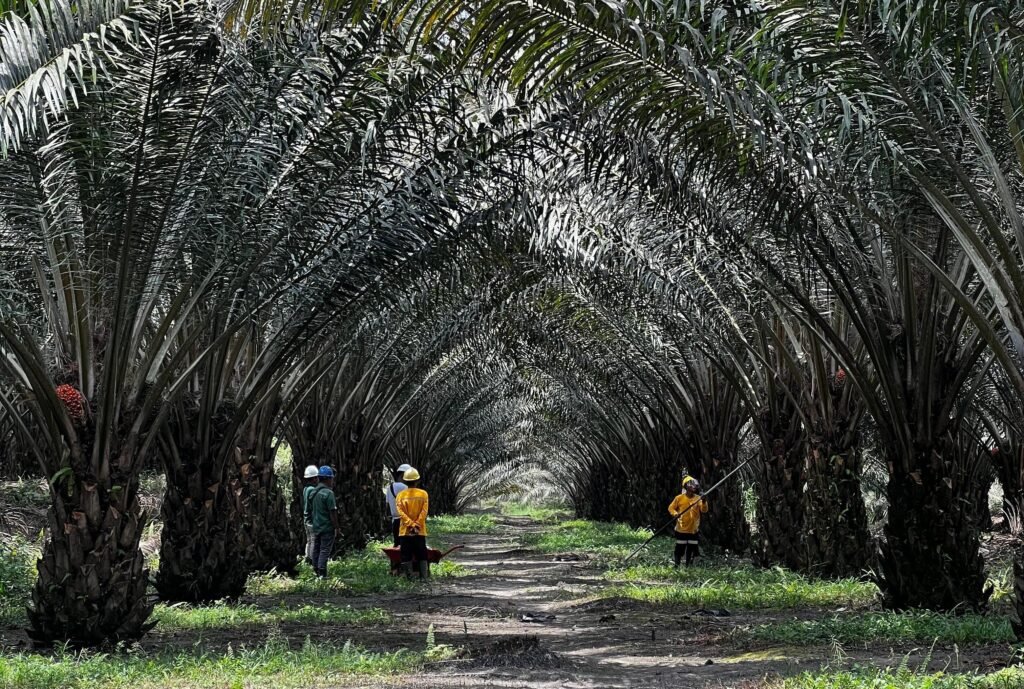 kebun sawit