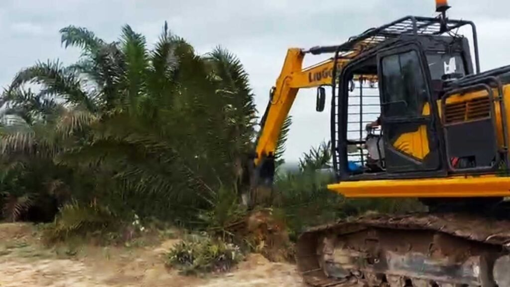 Penumbangan sawit di Tesso Nilo