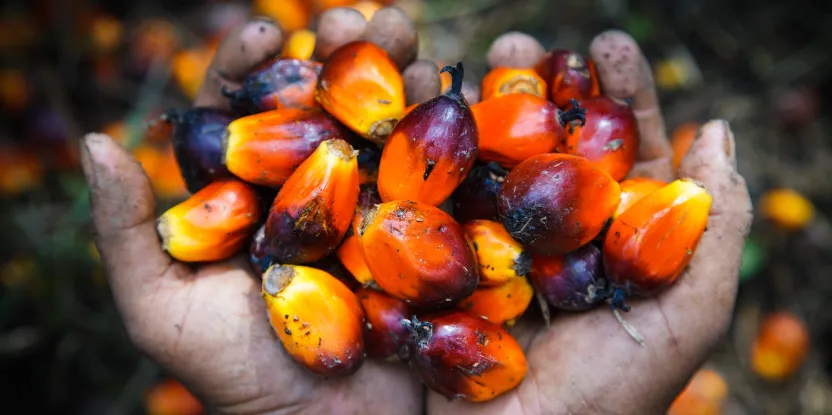 Sawit Sumbermas Akuisisi Saham SML Rp1,6 Triliun