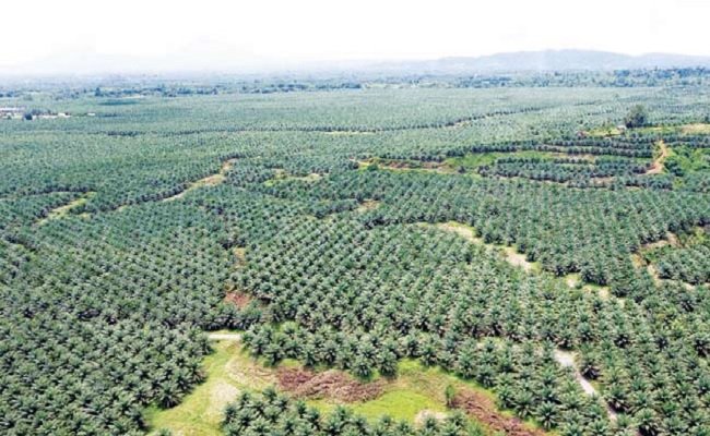 Siapa Pemilik Perkebunan Kelapa Sawit di Papua? perkebunan sawit di papua