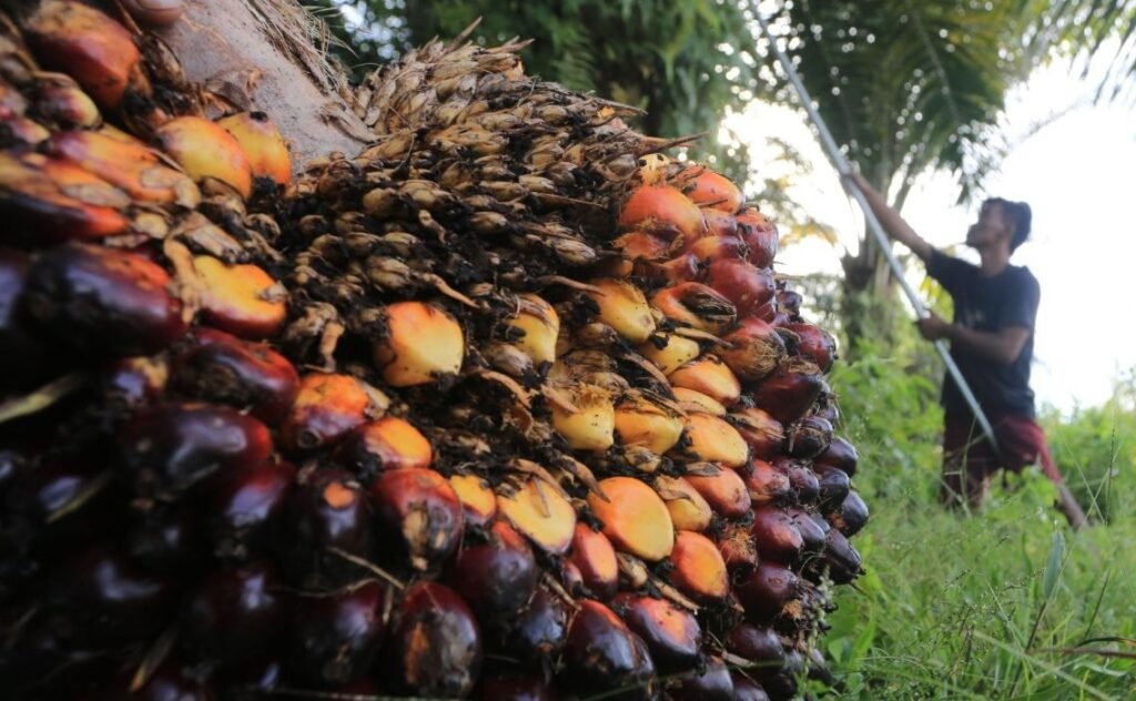 PKS Diimbau Beli TBS sesuai Harga yang Ditetapkan Pemprov TBS Petani