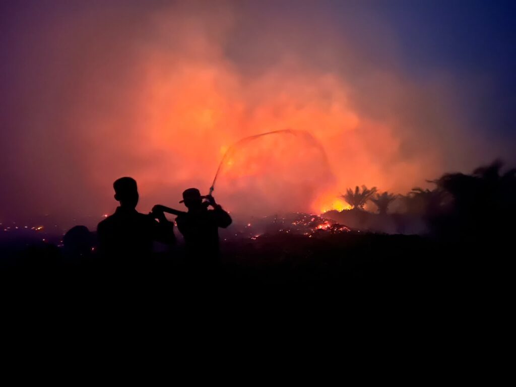 Percuma Tanam Sawit di Lahan Bekas Kebakaran, Begini Penjelasannya